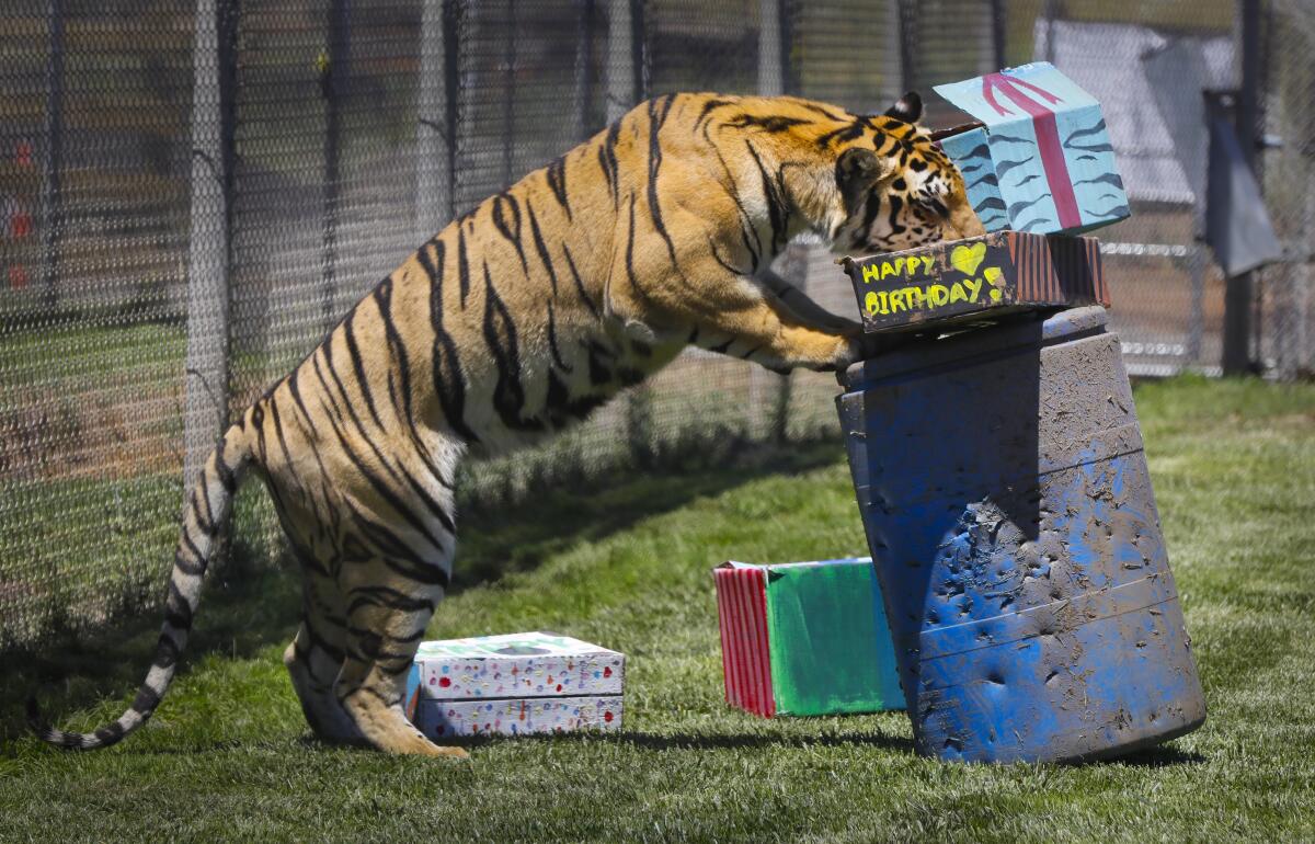 Moka, a "generic tiger," celebrated his first birthday at Lions Tigers and Bears, the big cat and exotic animal rescue organization, on July 27, 2019, in Alpine by enjoying a birthday party packed with chicken and a few surprises to excite his senses.