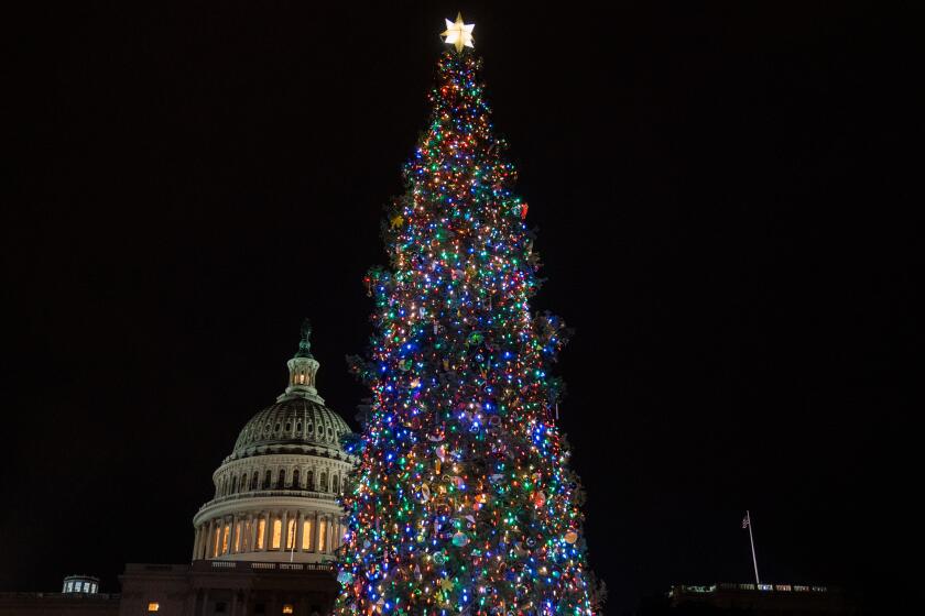 WASHINGTON, DC - DECEMBER 01: The Capitol Christmas tree is illuminated during a lighting ceremony on the West Front of the U.S. Capitol on Wednesday, Dec. 1, 2021 in Washington, DC. This year's tree is an 84-foot white fir from the Six Rivers National Forest in northwestern California. (Kent Nishimura / Los Angeles Times)
