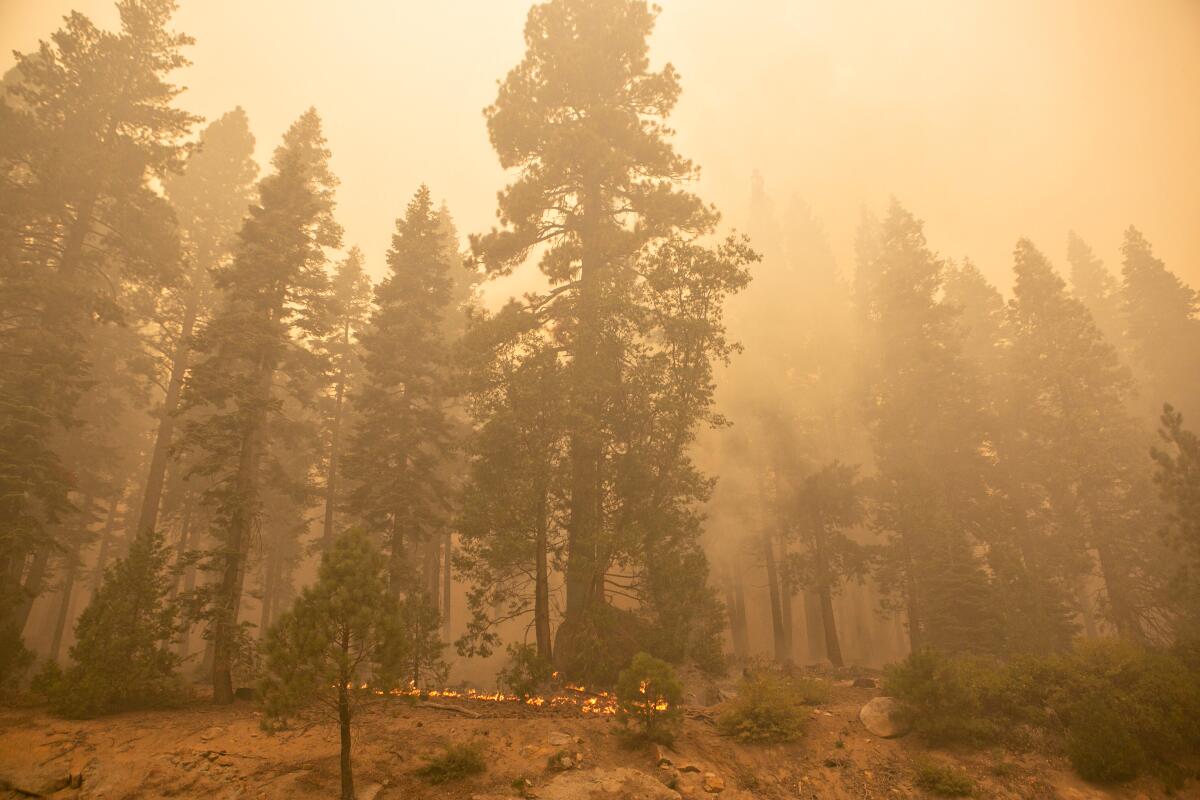 Heavy smoke from the Caldor fire obscures trees along Highway 50