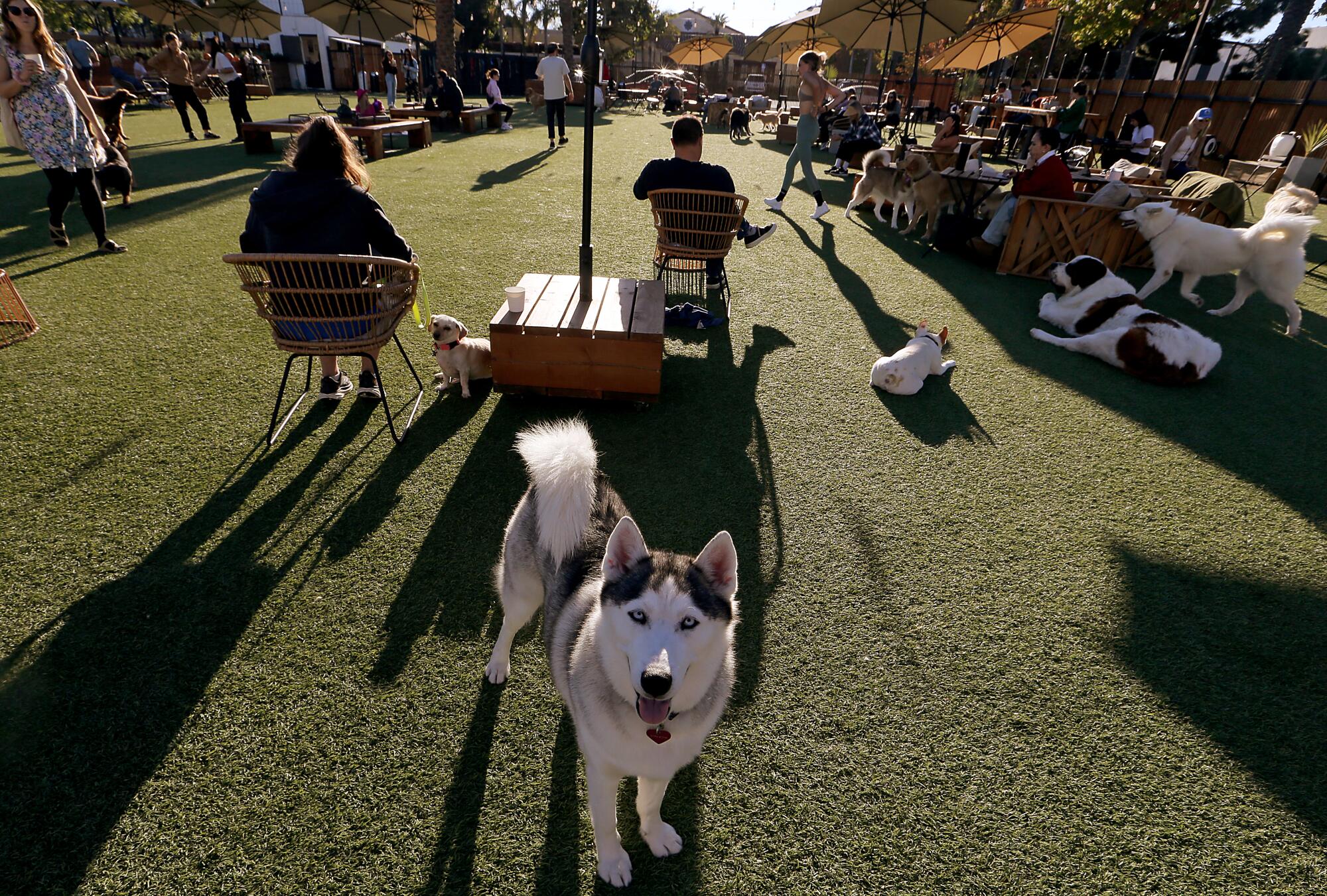 A dog pauses as people and other dogs lounge on artificial turf.