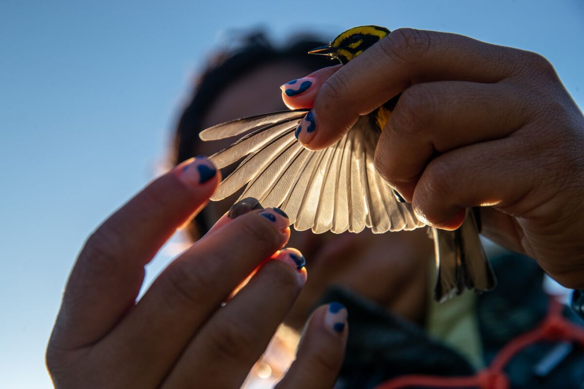 A graduate student checks feathers of Townsend's warbler.