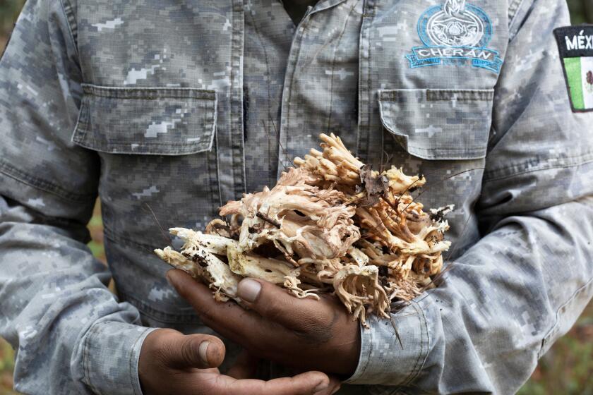 Members of the “Ronda Comunitaria” collect wild mushrooms while on patrol to cook meals in campfires or to take home to share with family members. The forests that surround Cherán have been relatively safe since the 2011 insurgency.