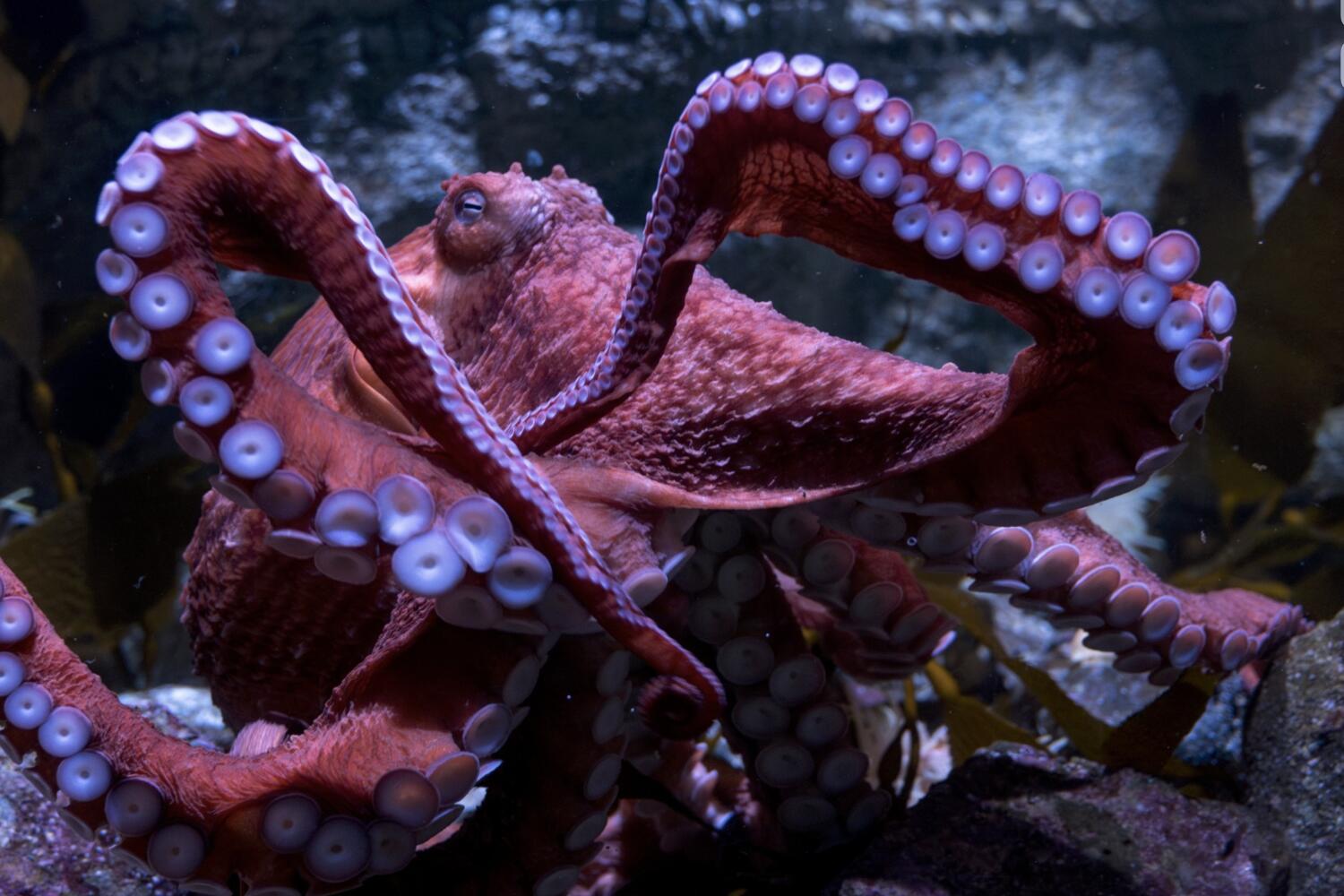Ghost, the giant Pacific octopus, has laid eggs and entered the final stage of her life cycle, senescence. Senescence begins when a female lays eggs and devotes the rest of her life to caring for them, neglecting her own basic needs like eating.