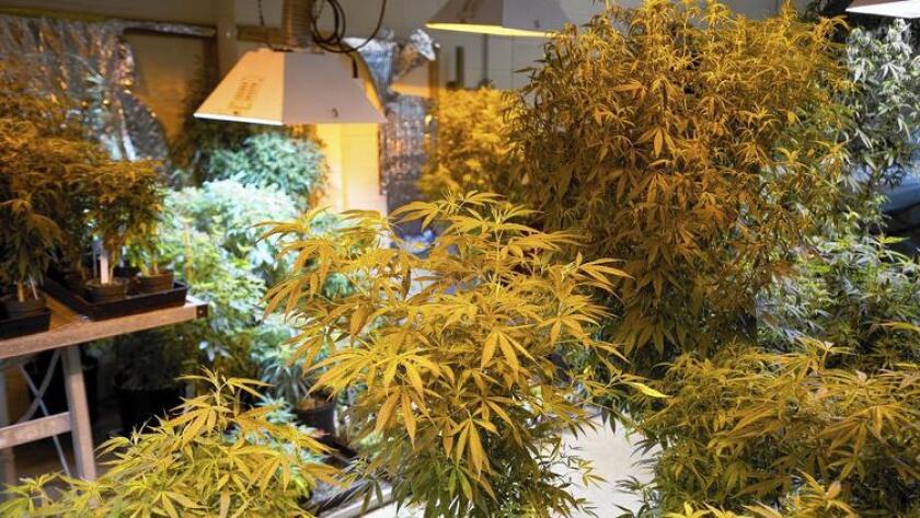 Marijuana plants fill a grow room in the University of Mississippi research lab, the only such site under contract with the federal government.