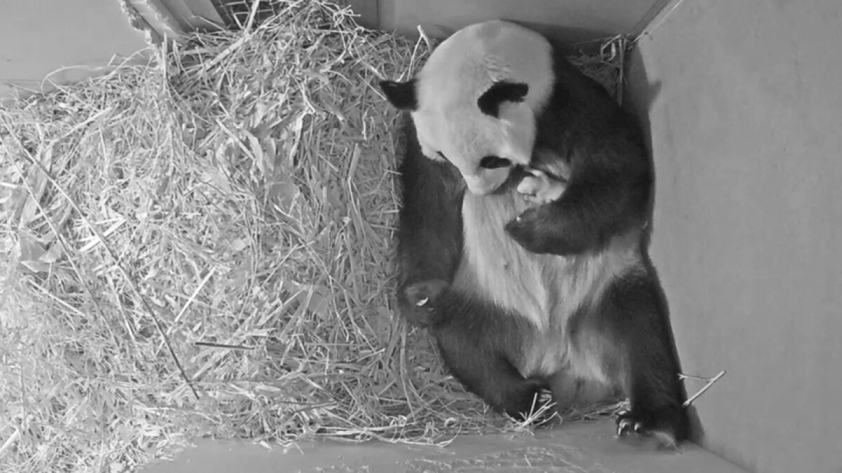 Amid Coronavirus Pandas Cause Delight And Disappointment Los