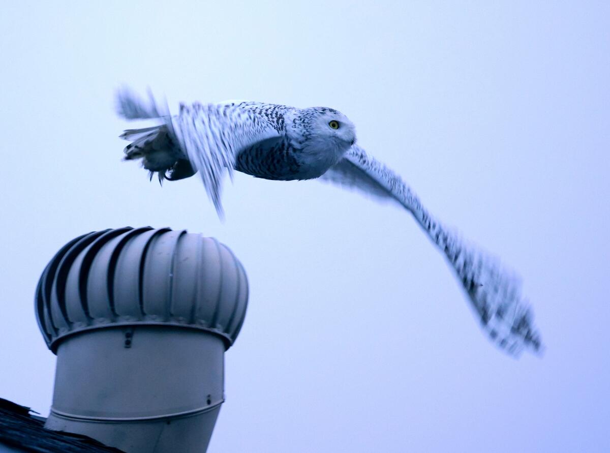 A snowy owl flies from the roof of a home.