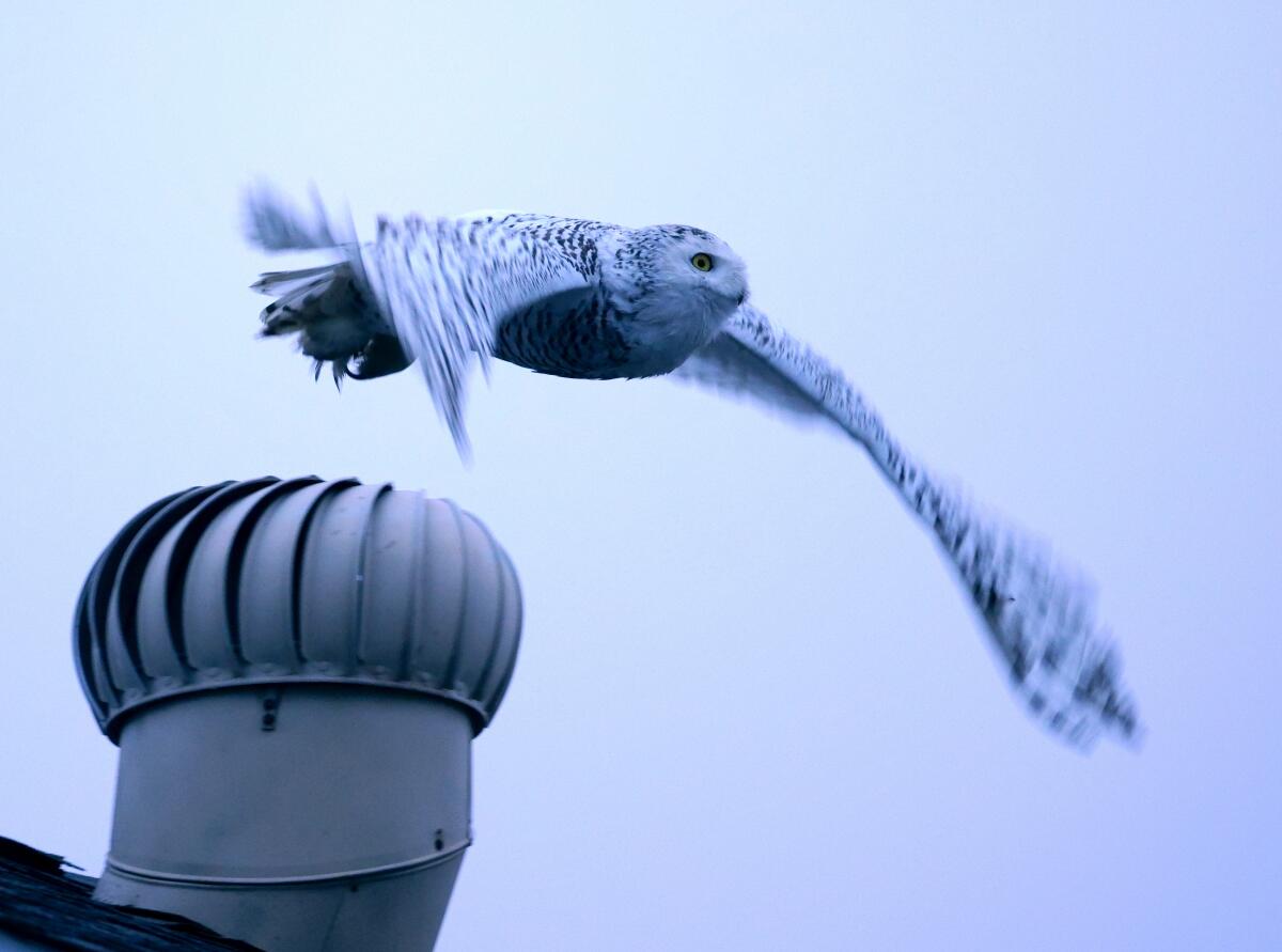 A snowy owl flies from the roof of a home. 