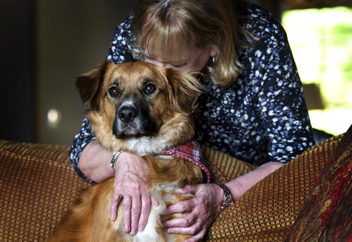 Linda Oswald hugs 2-year-old dog Tilly at their home in Hayden, Idaho on Tuesday, June 8, 2021. The dog vanished for two days after being ejected from a vehicle during a car accident and has been found apparently doing the job it was bred to do — herding sheep. Oswald's family and their dog, Tilly, were driving along Idaho State Highway 41 on Sunday when they crashed into another car, launching the dog through the rear window, The Spokesman-Review reported. (Kathy Plonka/The Spokesman-Review via AP)