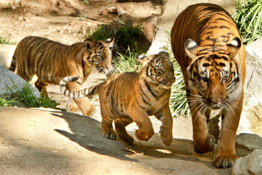 Melcon, Mel –– B581750996Z.1 LOS ANGELES, CA–DECEMBER 9, 2011: Sumatran tiger cubs, joined by their mother, make their official public debut at the Los Angeles Zoo on December 9, 2011. The tiger cubs were born on August 6, 2011 and since then, remained off–exhibit under the care of their mother and Zoo Keepers. Sumatran tigers are listed as endangered by the International Union for Conservation of Nature. The carnivores are found only on the Indonesian island of Sumatra and require a habitat dense in vegetation, in order to hide nad ambush their prey, and a reliable source of water. (Mel Melcon/Los Angeles Times)