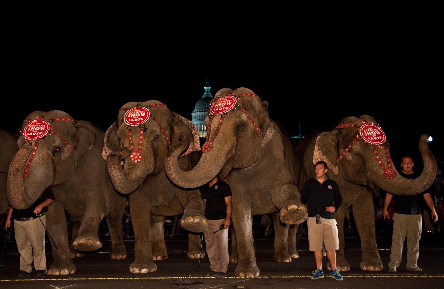 Elephants pose with their handlers in front of the US Capitol on March 13, 2012 during the annual Pachyderm Parade to celebrate the arrival of the Ringling Bros. and Barnum & Bailey Circus to Washington.