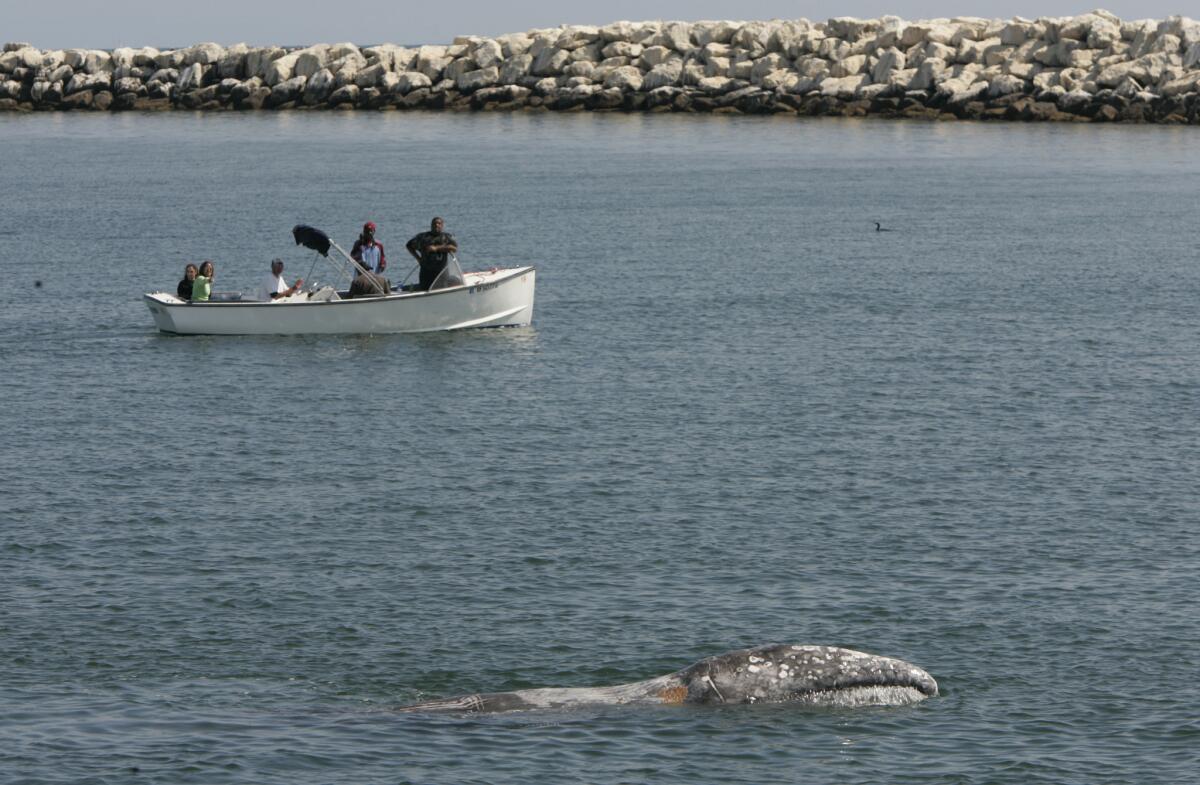 A baby gray whale was spotted Thursday at Sunset Harbor in Huntington Beach, two days after one was seen in Marina del Rey. Above, a baby gray whale swims at the mouth of the Marina del Rey Channel in 2009.