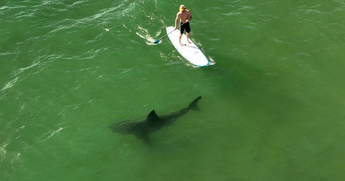 Great white sharks more common off California coast than once thought