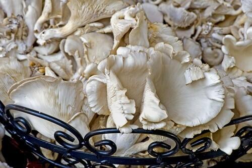 Oyster mushrooms