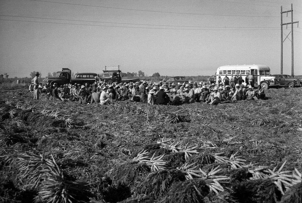 Some 310 Mexican nationals worked just two hours before immigration patrolmen raided the carrot field where they labored. They were returned to Mexico. This photo was published in the May 2, 1950, Los Angeles Times.