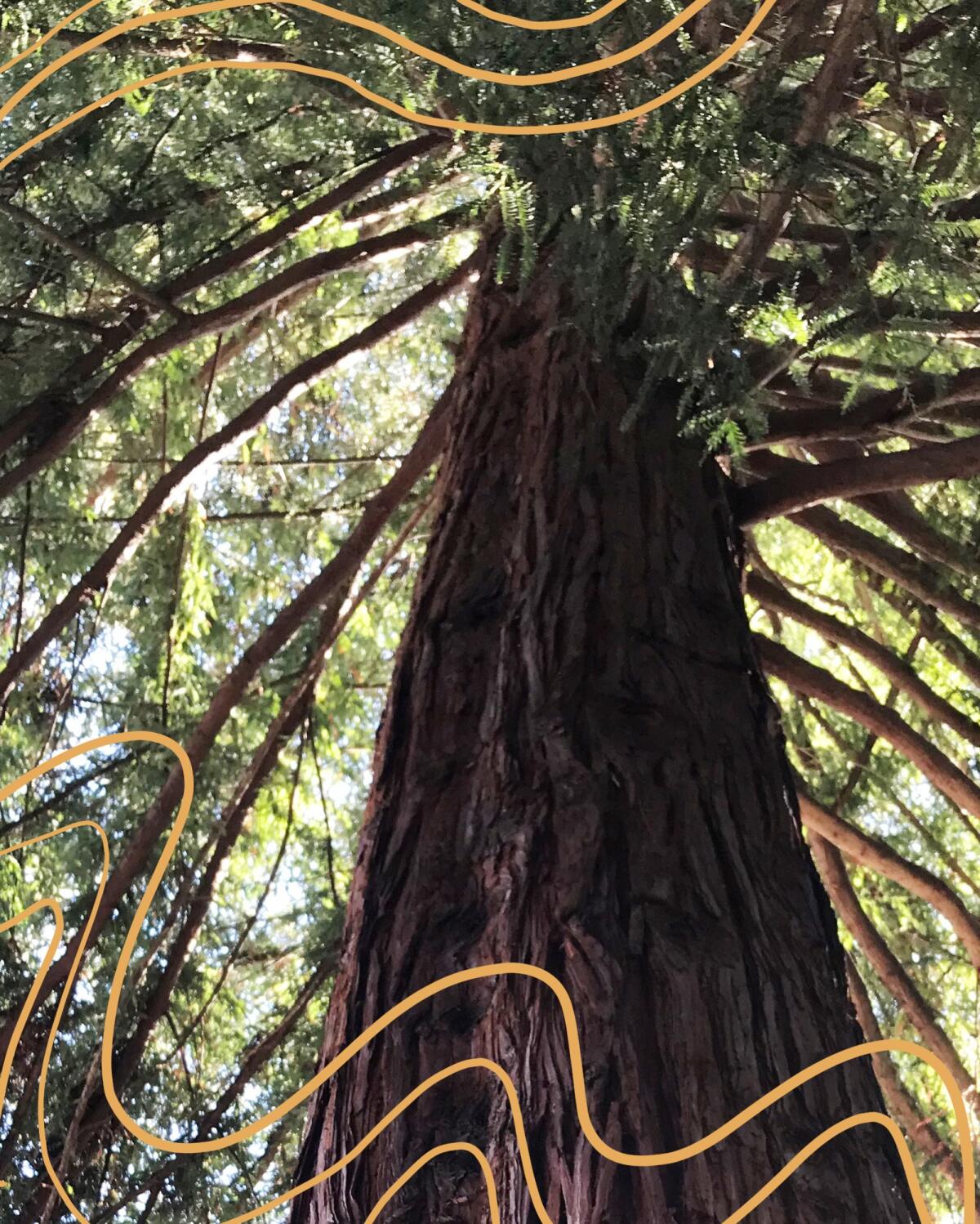 A redwood "moon tree." 