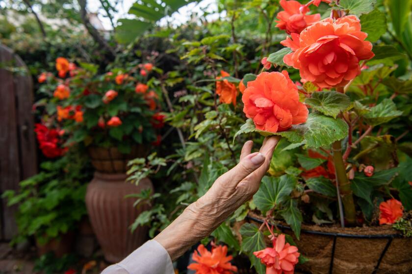 LOS ANGELES, CA-July 18, 2019: Famed actress and dancer, Julie Newmar, among some of her Begonia’s during a visit to her home on Thursday, July 18, 2019. Newmar turned her less than 1/4 acre Brentwood property into a whimsical, Alice in Wonderland type garden, including pathways into “secret gardens”. Her inspiration for such a colorful, enchanting and stimulating garden comes from her son, John Smith, who is now in his 40’s and lives with her. Born deaf, mute with Down Syndrome, Newmar created the garden as a way to visually communicate with him. (Mariah Tauger / Los Angeles Times)