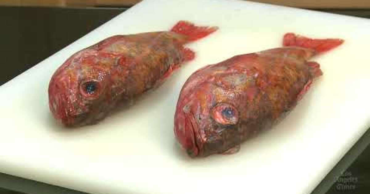 How To Buy Good Fish?