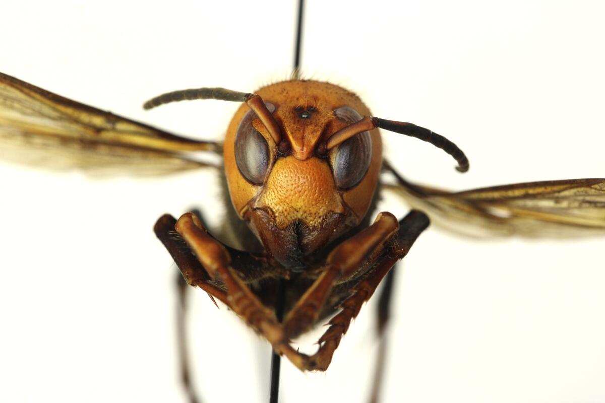 A dead giant hornet, known as a "Murder Hornet"