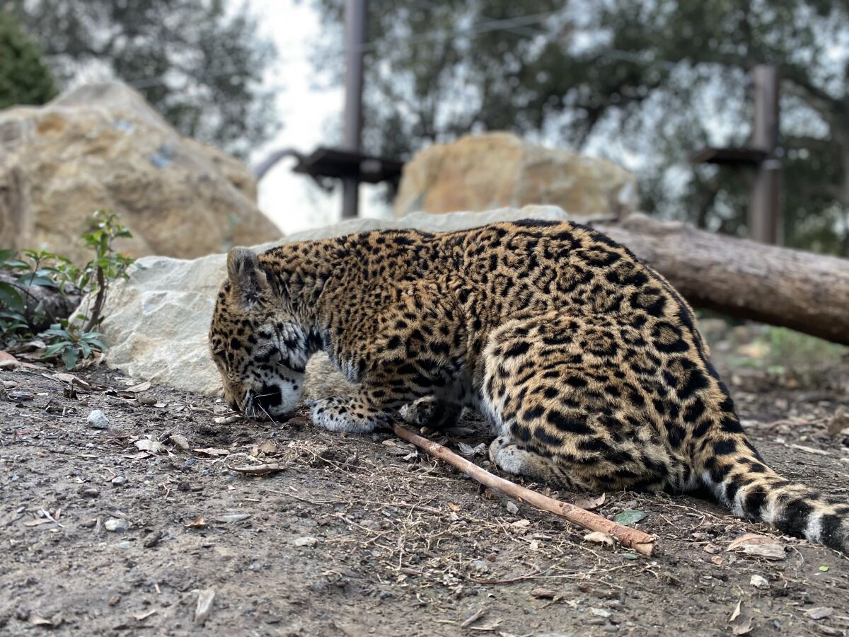 A jaguar curls up in a zoo enclosure.