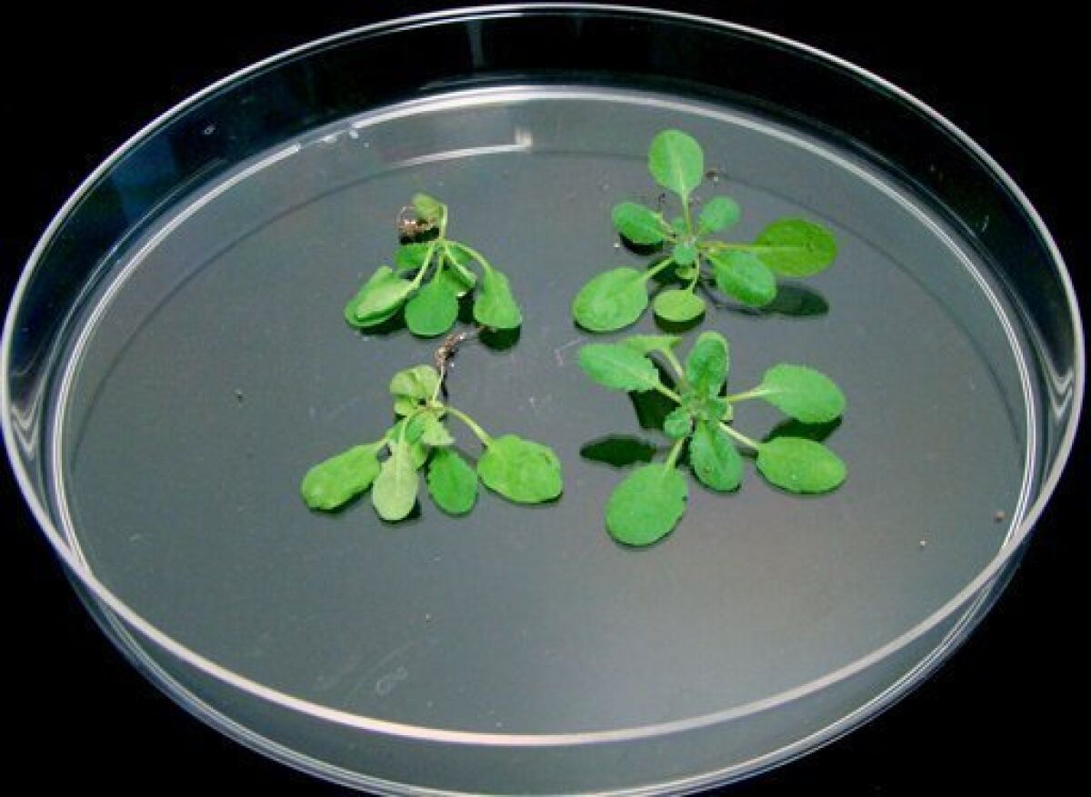 Arabidopsis plants, which are related to wild mustard and cabbage. 