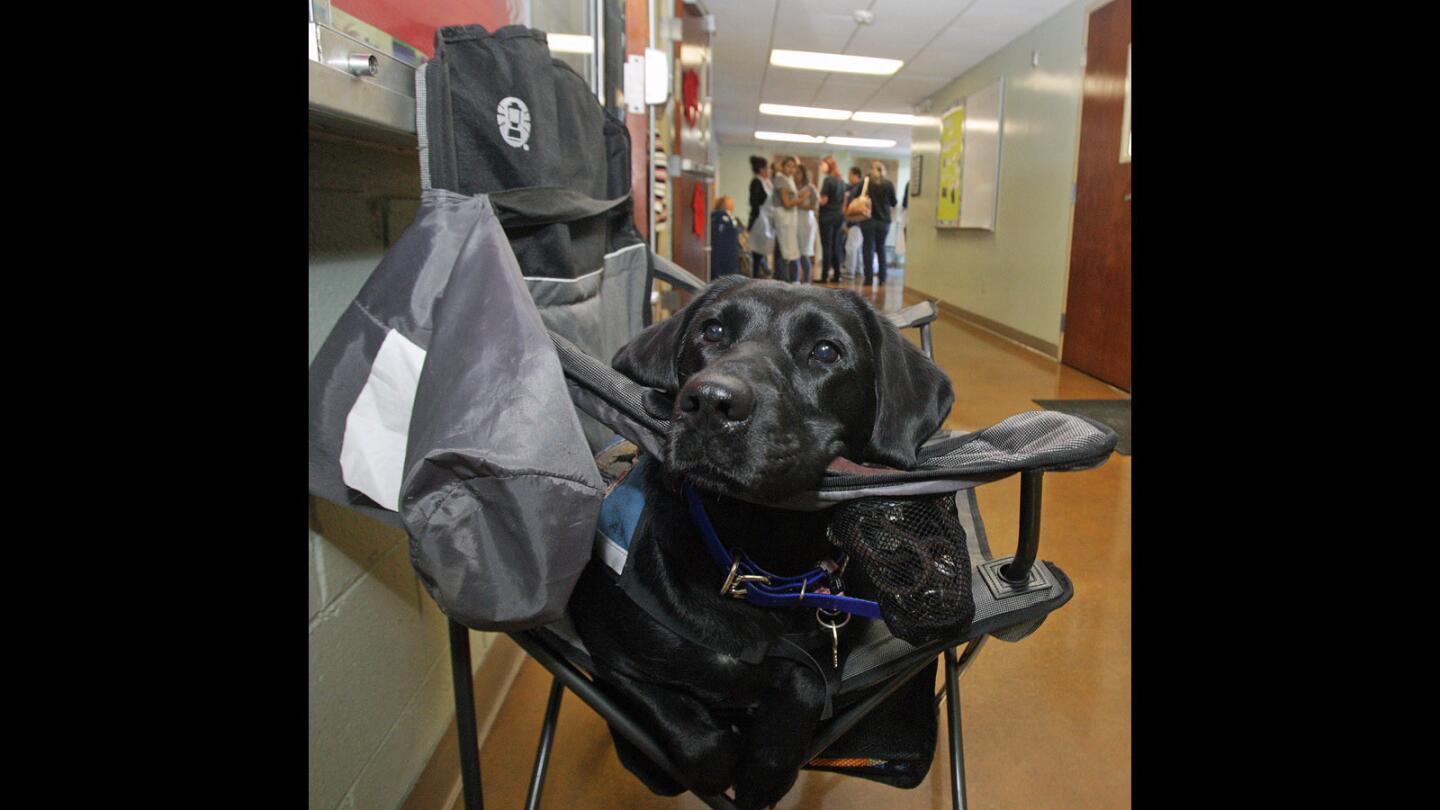 Jana, a black Labrador, obediently sits in a chair at the Salvation Army Glendale Corps and Community Center Thanksgiving dinner in Glendale on Thursday, Nov. 26, 2015.