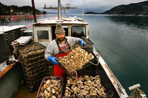 Jim Aguiar works at his oyster farming operation in the picturesque, isolated waters of Prince William Sound, off Cordova, Alaska. His oysters are shipped off fresh by plane once they reach harbor.