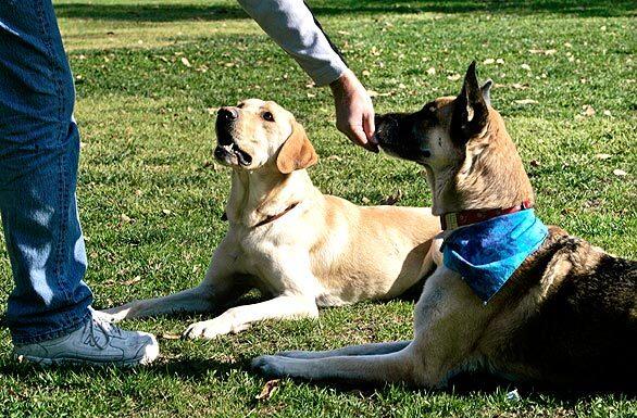 Heidi, Los Angeles Times reporter Diane Haithman's German shepherd, gets a treat from trainer Mark Forbes while Jonah the Lab looks on at Johnny Carson Park in Burbank. Forbes trained Jonah  along with 21 other dogs  to play Marley in the movie "Marley & Me" and gave Haithman tips on getting a paw in the door. RELATED: A stage mom and her top dog.