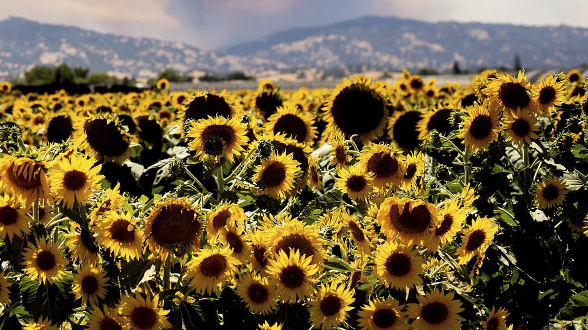This July 2018 image shows a field of sunflowers in Citrona, Calif. In neighboring Solano County, the Sheriff's Office issued a stern warning last week asking visitors to be respectful of private property when taking photos.