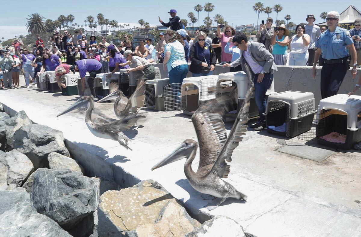 Volunteers open the enclosures holding brown pelicans who fly away from the Corona del Mar State Beach.