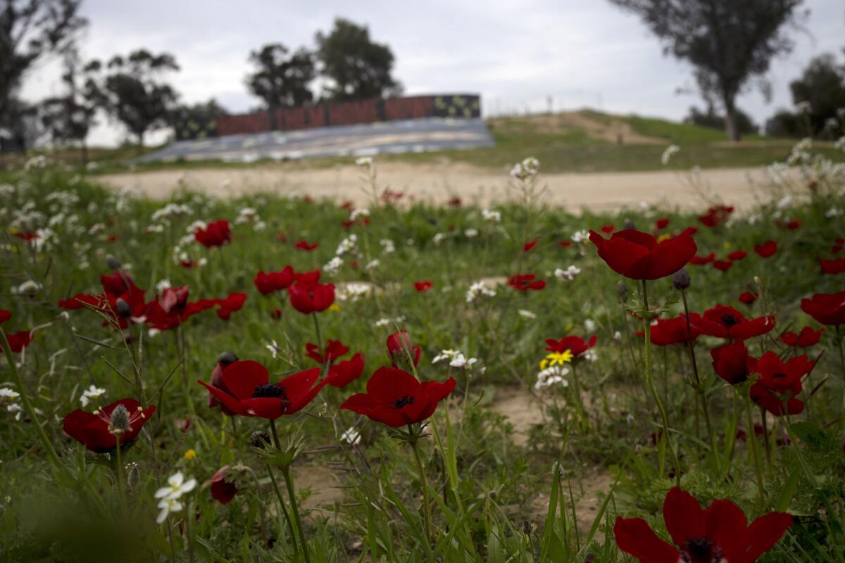 Red anemone wildflowers bloom in southern Israel