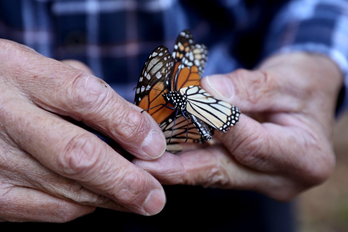 A pair of hands gently holding two live monarch butterflies