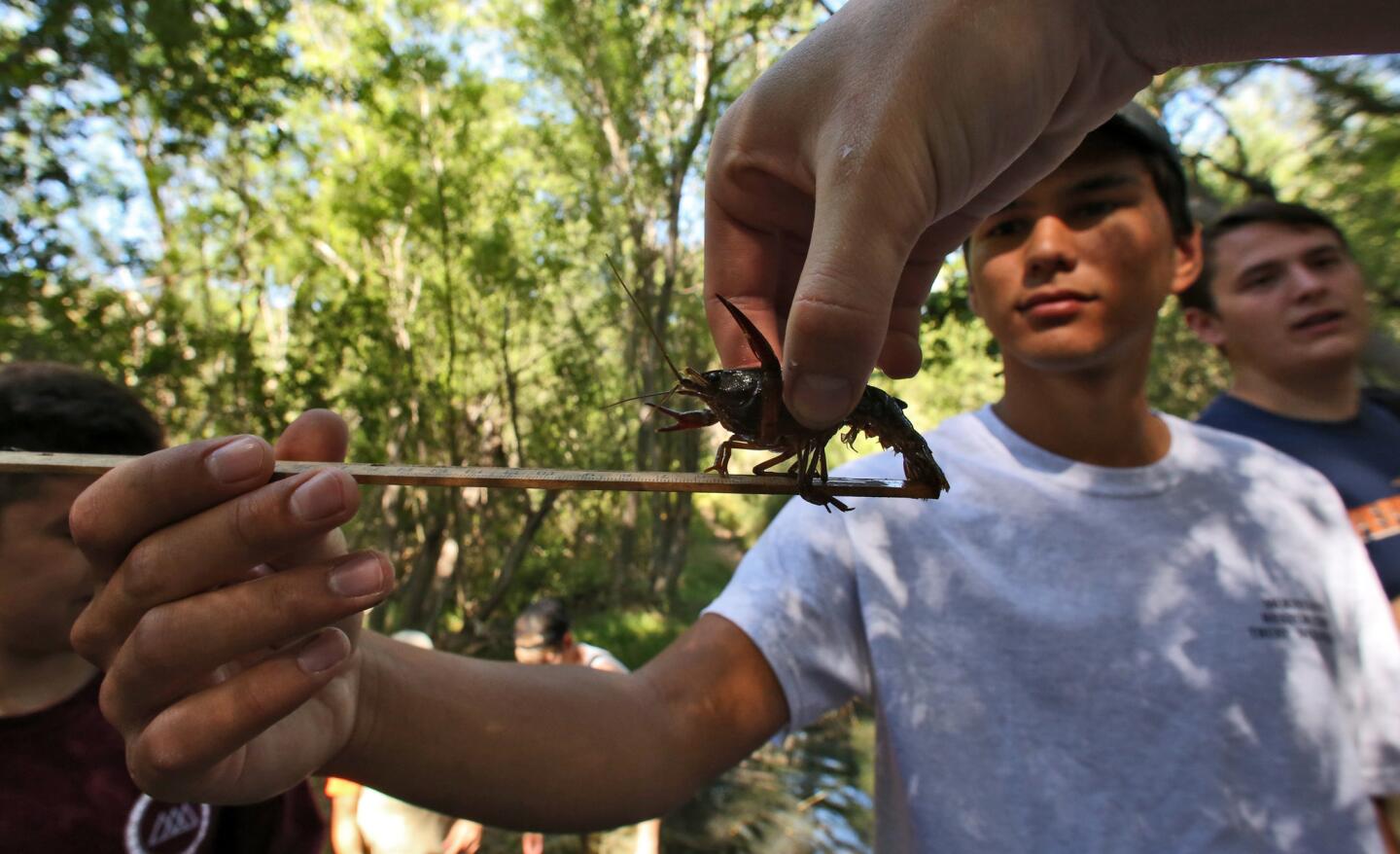 Josh Myers, 18, and Jordan Seah, 22, measure a crayfish caught in the Santa Monica Mountains. The nonnative 3-inch-long crayfish has colonized and multiplied in the 109-square-mile Malibu Creek watershed over the last century.
