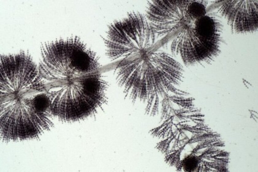 Magnified image of Sheathia, a soft-bodied red algae found in freshwater streams.