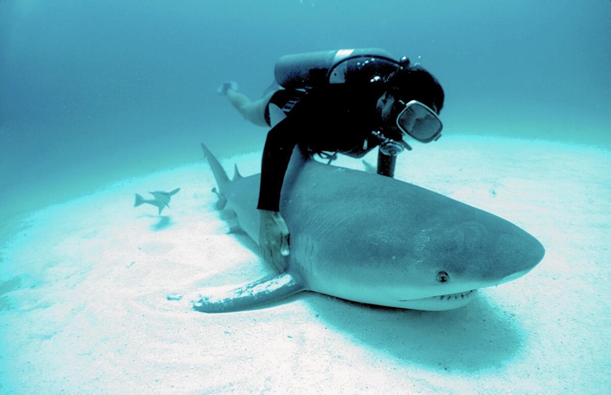 Dr. Eugenie Clark examines a bull shark captured by a fisherman in Isla Mujeres, Mexico, on assignment for National Geographic.