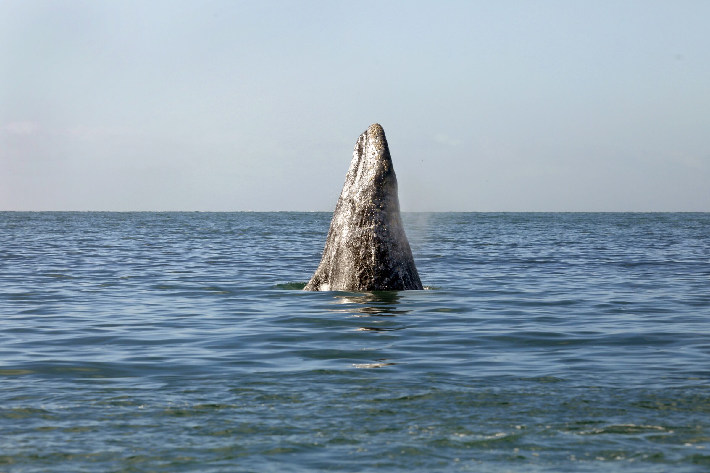 A gray whale emerges from the water