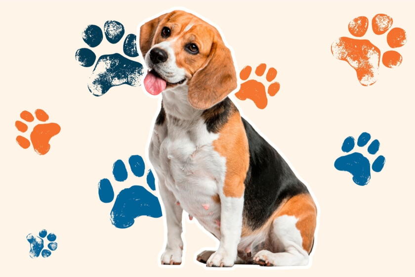 Beagle Body Language Deciphering Dog Body Language: Key Signs of Your Dog's Emotional State ...