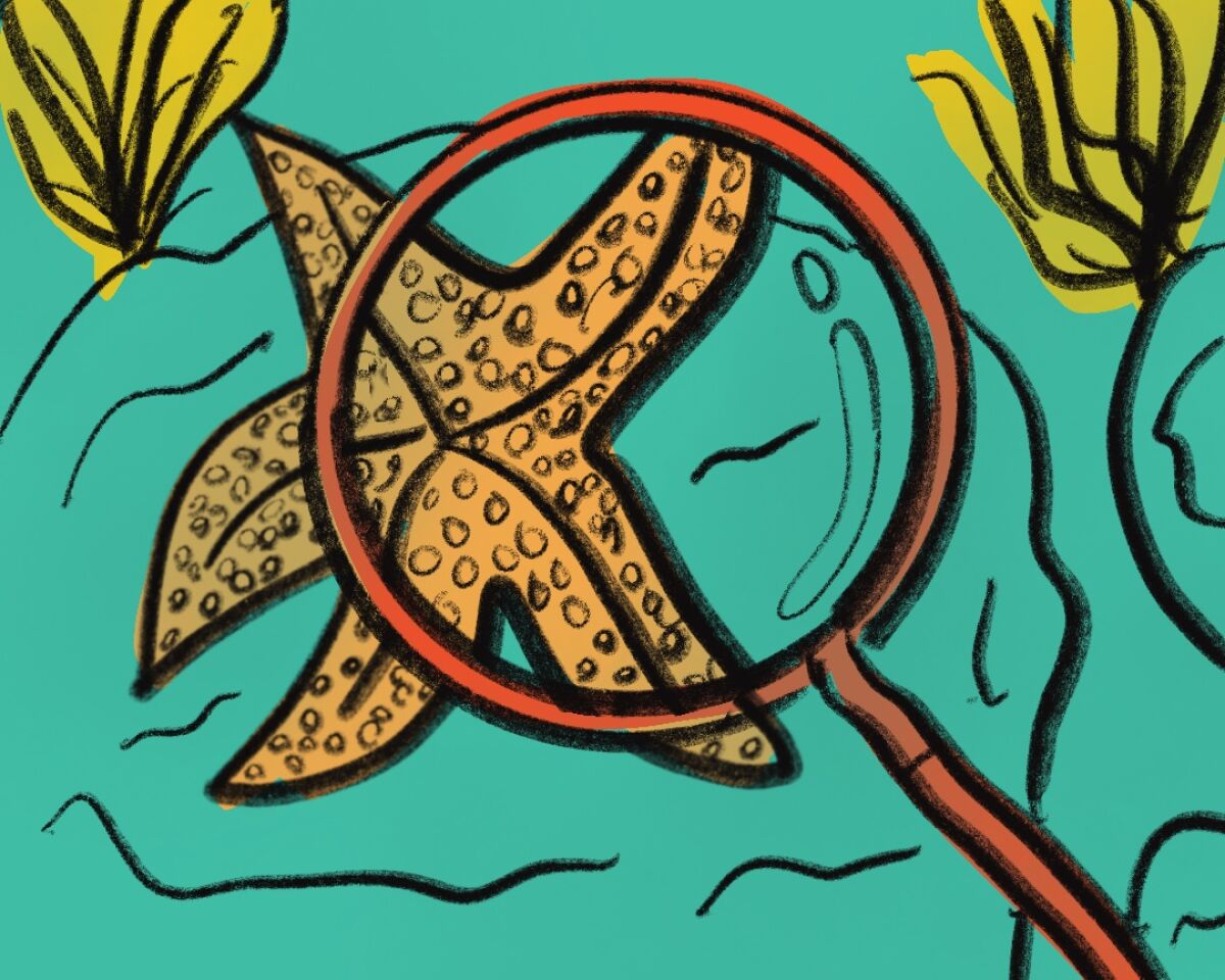 Illustration of a starfish under a magnifying glass in a tide pool.