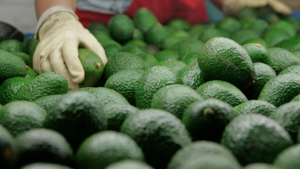En Del Rey Avocado Company Inc. los aguacates recién recolectados se clasifican para su envasado y envío.