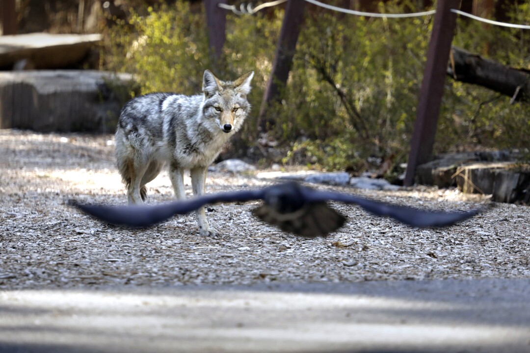 coyote, Yosemite National Park