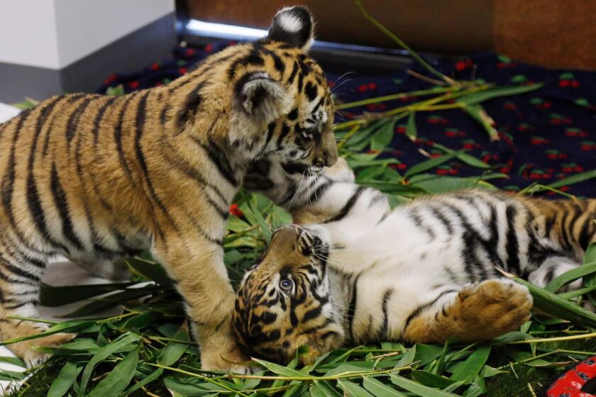 TORRANCE, CA: October 20, 2017 - A Bengal tiger cub, who had been smuggled, plays with a Sumatran tiger cub, who came from the National Zoo in Washington, D.C., after being rejected by its mother. The two were photographed at the U.S. Fish and Wildlife Service in Torrance. The Service has criminal cases again 16 defendants as a result of "Operation Jungle Book." (Katie Falkenberg / Los Angeles Times)