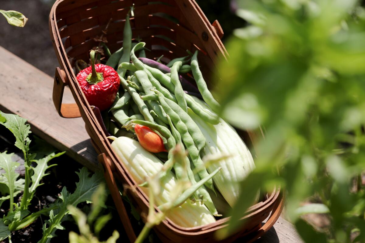 Green beans and Armenian cucumbers grown at Heirloom Potager in Santa Ana.