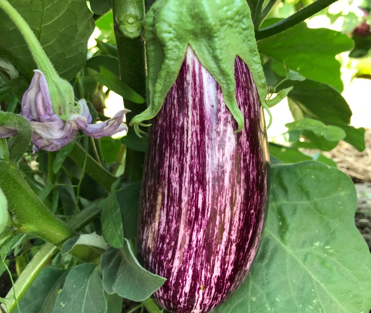 Eggplant ‘Annina’ has 5-inch-long fruits that are streaked with cream and purple.