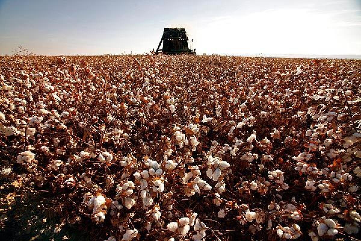 A field of cotton is harvested in Stratford in Central California. See full story