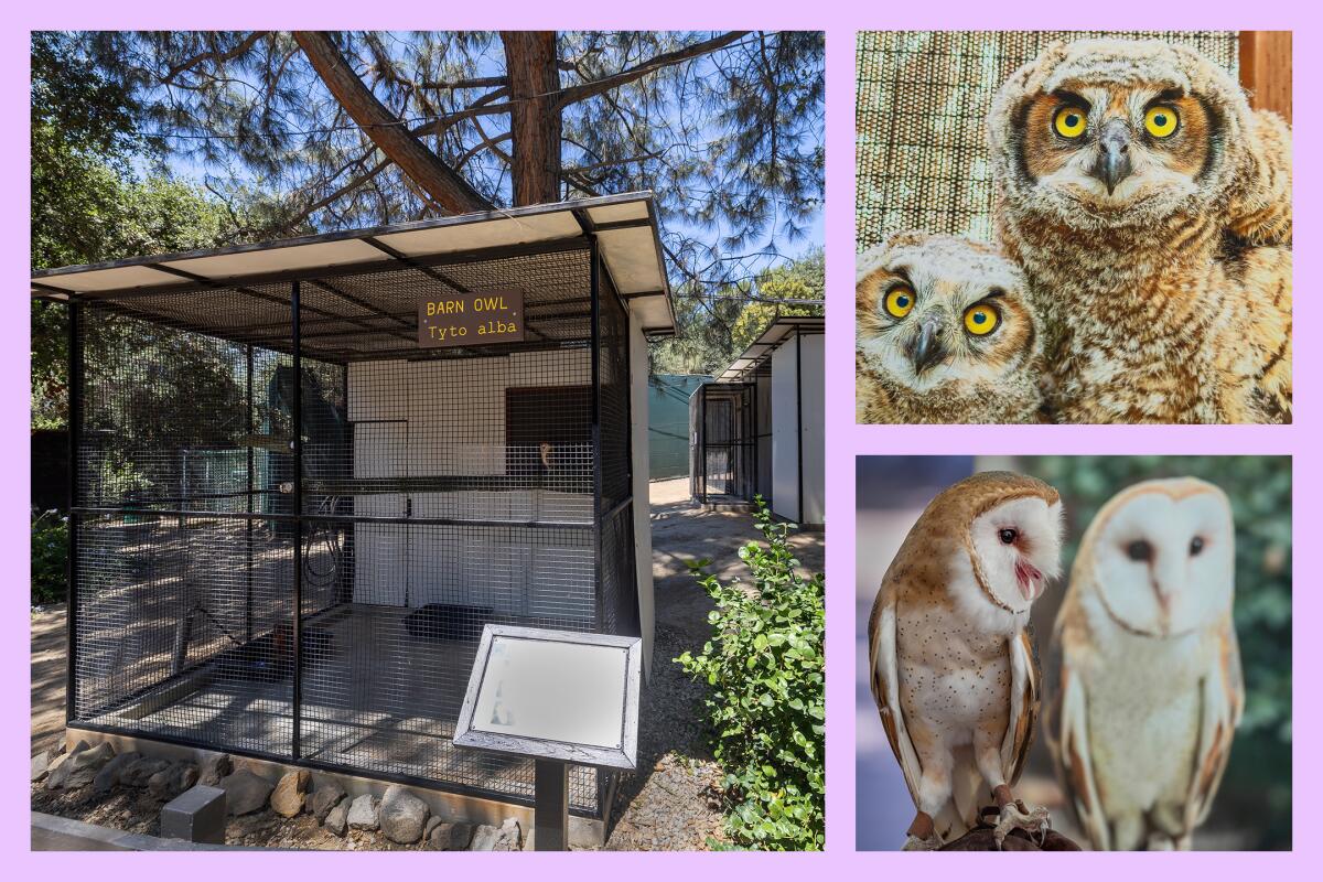 Three photos: A barn owl sits in a cage; a poster of owls with yellow eyes; a barn owl named Ghost rests on a gloved hand.