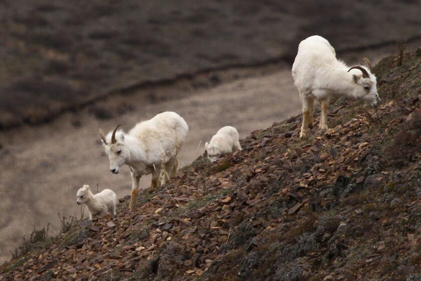 Sheep nibble on a hillside in Alaska's Denali National Park.