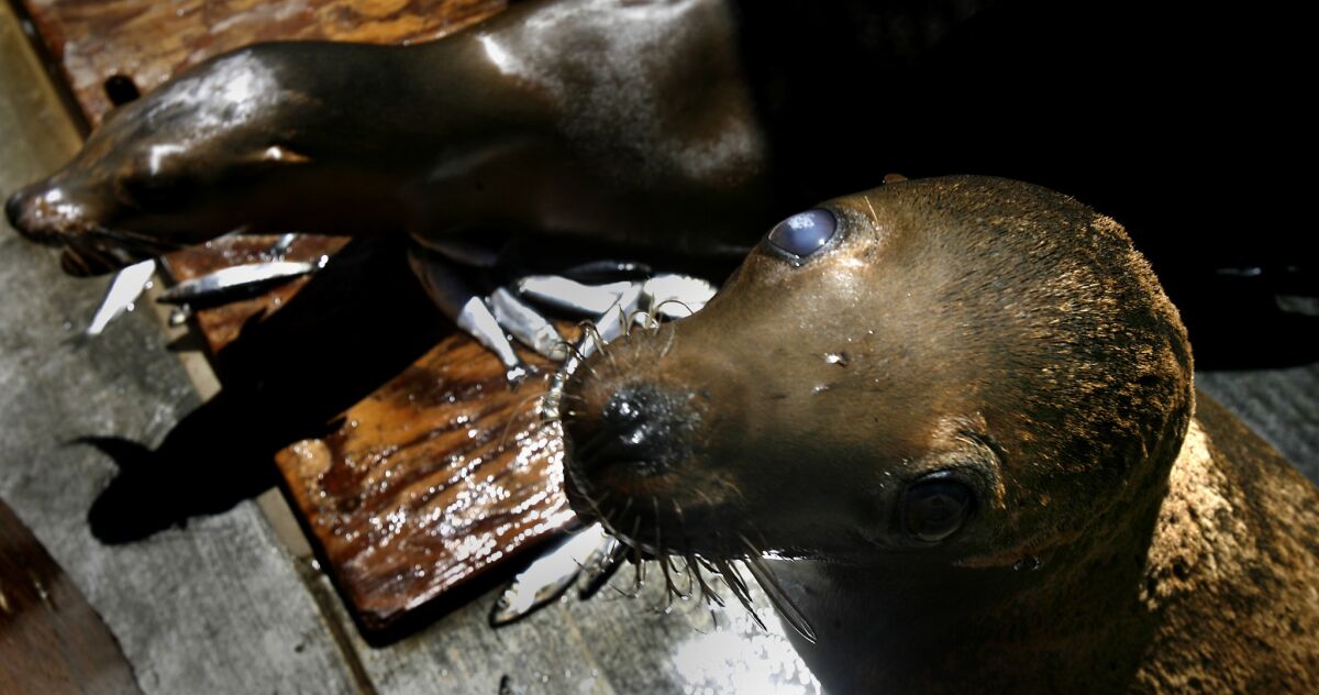 Sea lions poisoned with domoic acid sit in recovery pens at the Marine Mammal Care Center in San Pedro in 2007. A recent, huge bloom of algae off the West Coast has killed sea birds and sickened marine mammals from Central to Northern California, experts found.