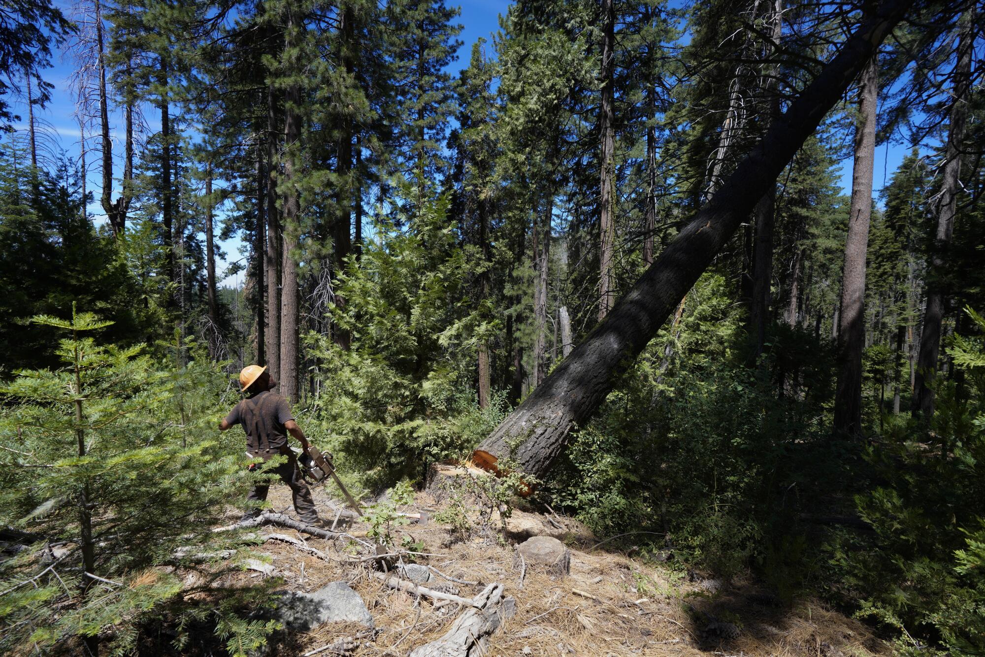 Nick Scuba, a timber faller, works in the Sierra National Forest to remove trees that have been marked as dead or a hazard.