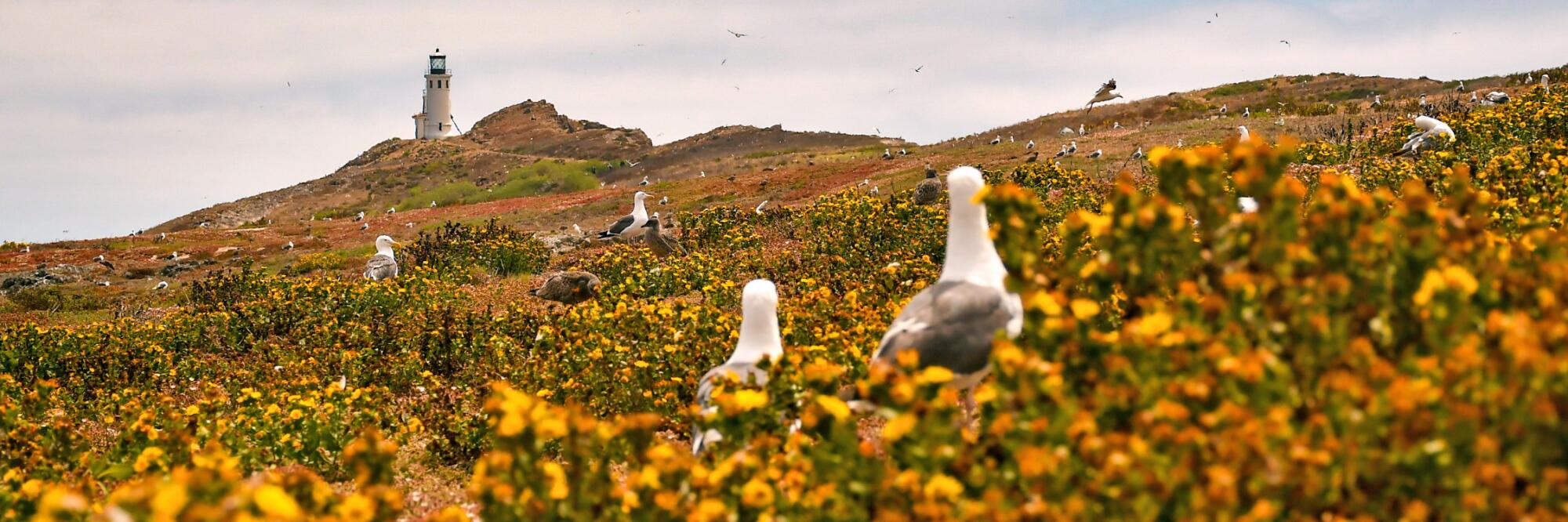 Birds and flowers on a field at Anacapa Island, Channel Islands National Park, with a lighthouse in the background
