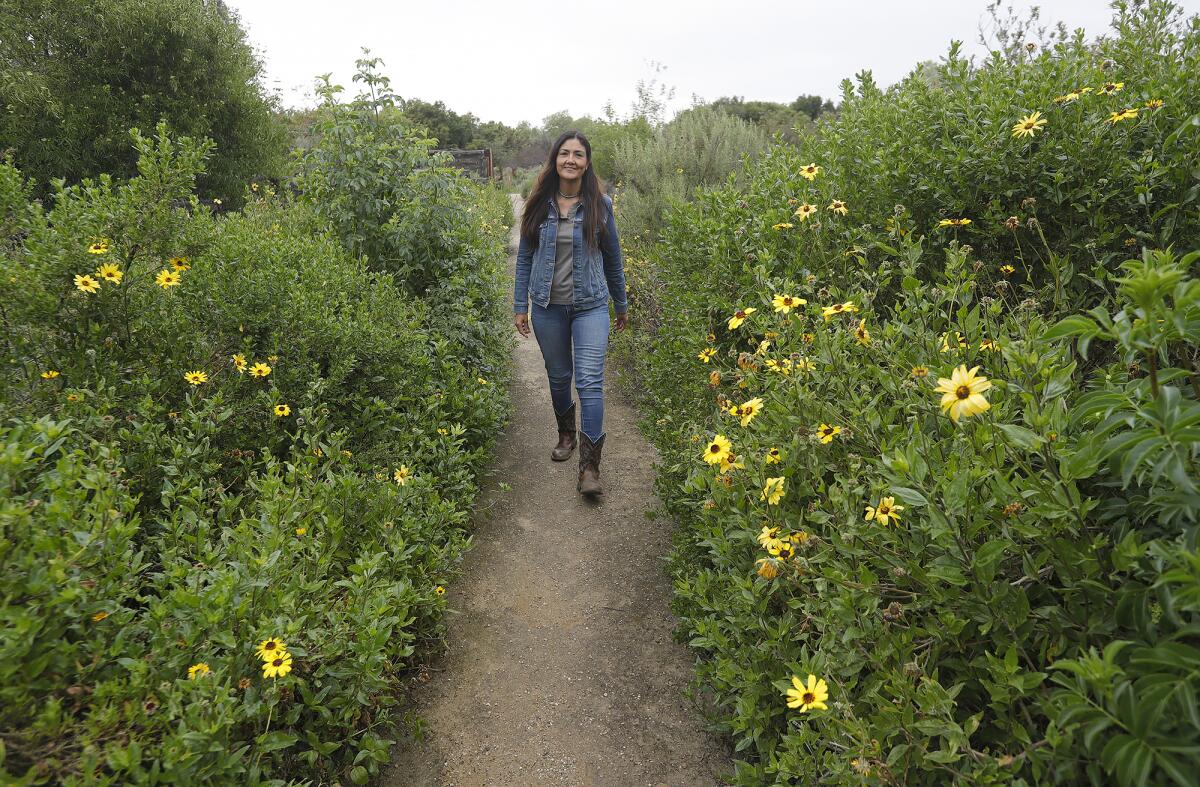 Matilde De Santiago walks among coast sunflowers at the Bommer Canyon Nature Garden, part of Irvine's Open Space Preserve.