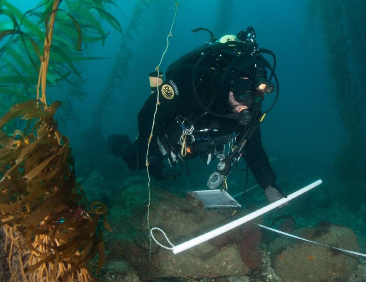 A diver studies the production of the Wheeler North Reef, a mitigation project for the San Onofre Nuclear Generation Station.